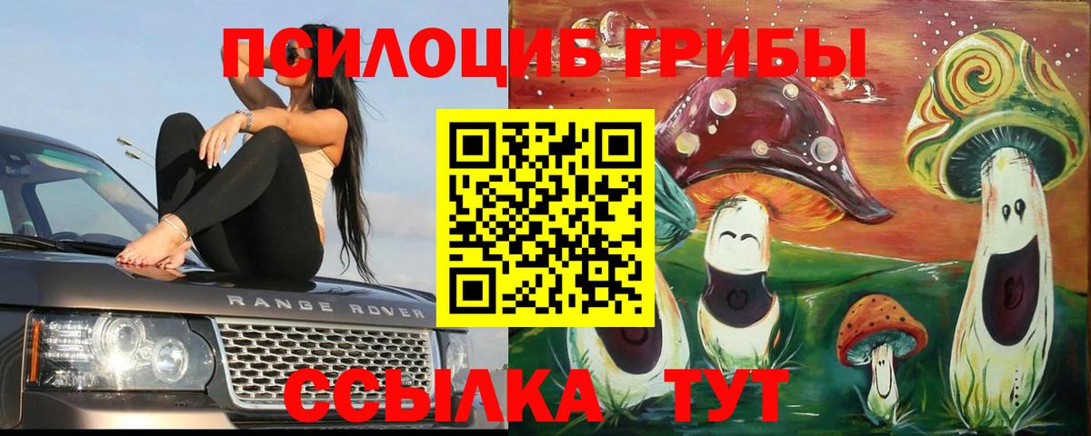 Новозыбков  купить наркотики цена  Галлюциногенные грибы Magic Shrooms  Вход с VPN  Галлюциногенные грибы Psilocybine cubensis 